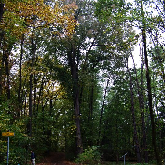 Ulmus laevis nearby Labuť pond