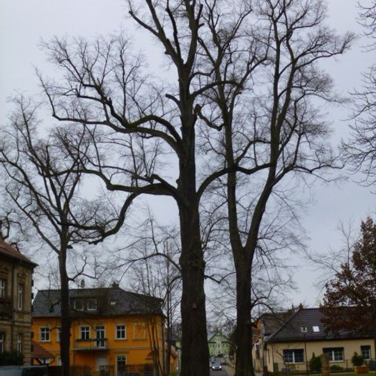 Naturdenkmal Winter-Linde 1 Plottke-Allee, gegenüber Ehrenhain in Biesenthal