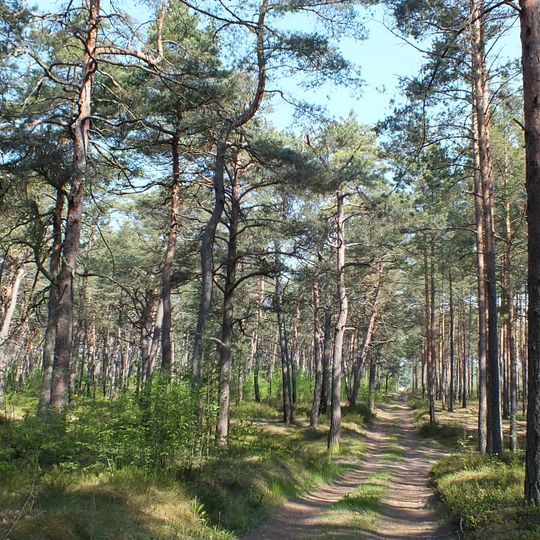 Darmštates priežu audze