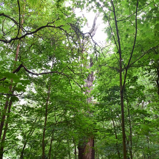Naturdenkmal Missionseiche am Mühlenteich in Stücken