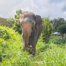 Elephant Sanctuary Thailand