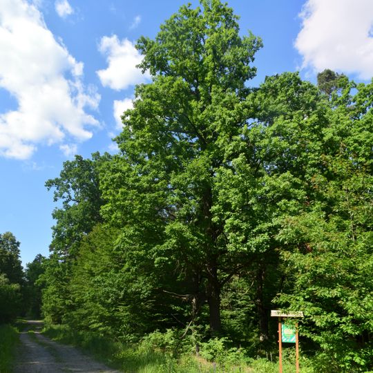 Pine-oak plantations 3.8