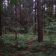 Rezerwat przyrody Las Gościbia