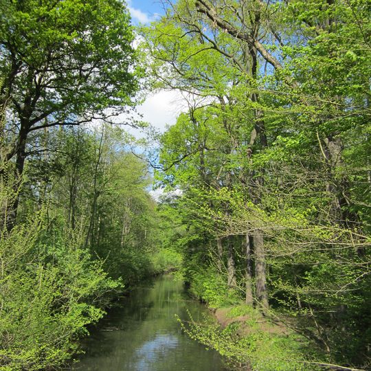 Elster- und Pleiße- Auwald