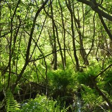 Endmoränenlandschaft bei Ringenwalde