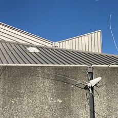 Batocera longhorns and Goliath