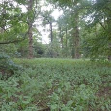 Earlham Park Woods
