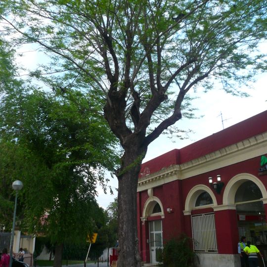 Acàcia de Tres Espines de l'Estació de Sant Andreu Comtal