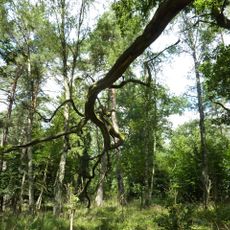 Nordufer Langhagensee und Kleiner Langhagensee