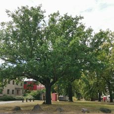 Friedens-Turner-Eiche