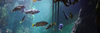 Seattle Aquarium Profile Cover