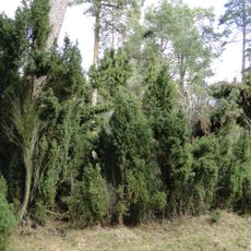 Flächennaturdenkmal Wacholderbestand Abt. 4184 Forstrevier Jellen