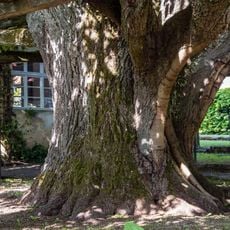 Schirmlinde in Kersbach