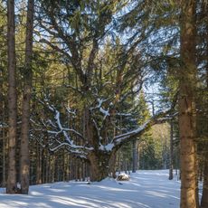 Bergahorn am Buglreut