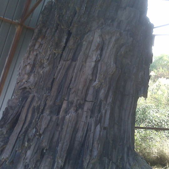 Centro di paleontologia vegetale della foresta fossile di Dunarobba