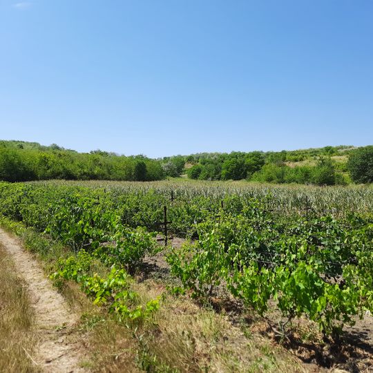 Băcioi III settlement