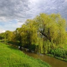 Насадження верби плакучої