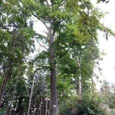 Manorial beech near Vízmburk