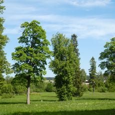 Парк усадьбы «Волгово» на площади 8 га (Волгово)