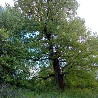 Bukoshi Oak
