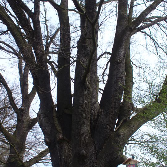 Památný dub letní v Lounech