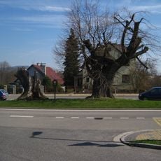 Daliměřická lípa