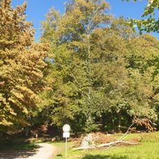 Linde bei der Quelle Bürzlen