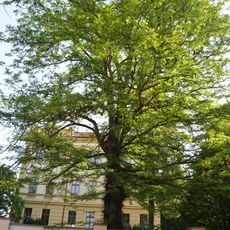 Dřezovec trojtrnný u VOŠ