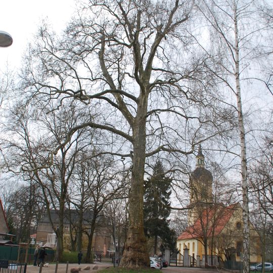 Naturdenkmal Platane vor dem Schloss  in Schöneiche bei Berlin