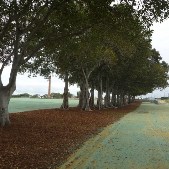 Moreton Bay Fig Trees