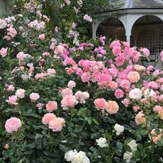 Lamorran Gardens