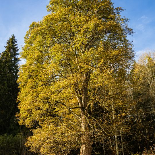Javor klen na Podlesí