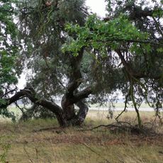 Naturdenkmal Gemeine Kiefer Bühlow