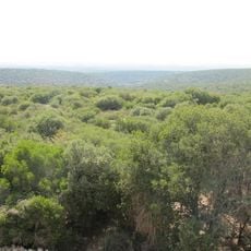 Rihan forest