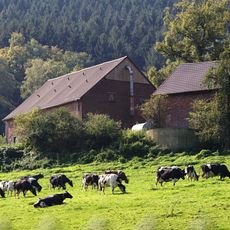 LSG-Rafflenbeuler Kopf