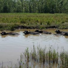 Chippenham Fen and Snailwell Poor's Fen