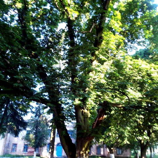 Secular Chestnut Natural Monument