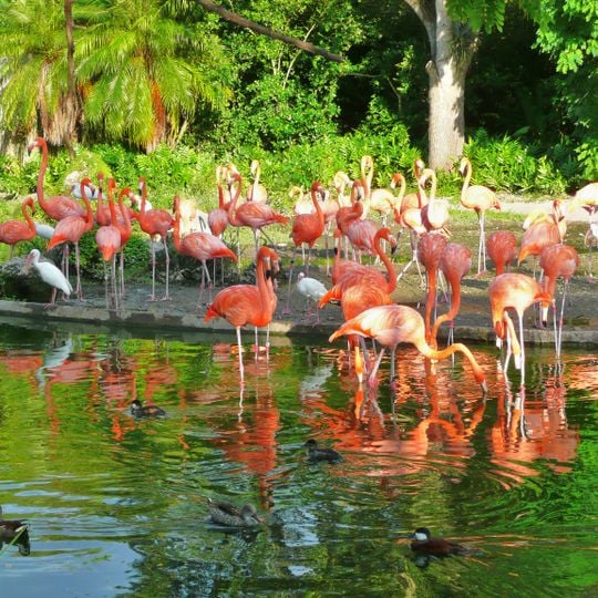 Zoo Miami