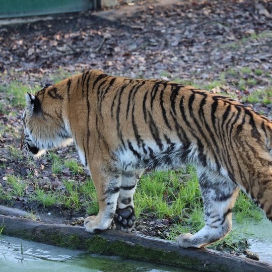 Réserve américaine de Thoiry