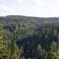 Geroldsgrüner Forst