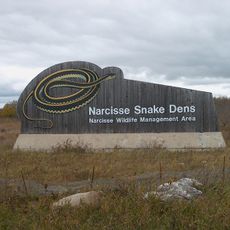 Nids de couleuvres de Narcisse