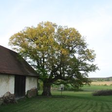 Dub letní v Kladrubech