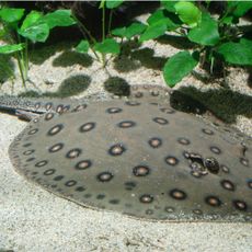 Aquarium des tropiques