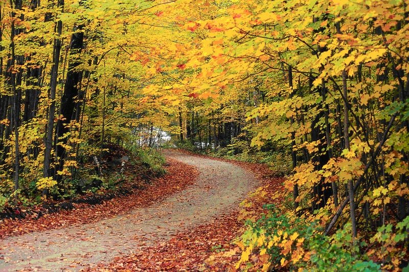 bosque-nacional-green-mountain-bosque-nacional-en-vermont-estados-unidos