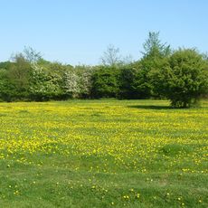 Hatfield Forest