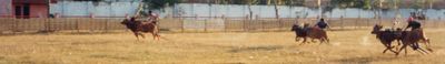 Panoramic View 1
