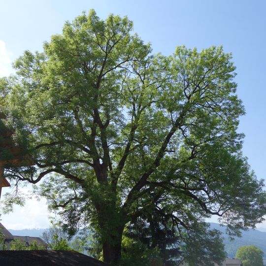 Friedhofsesche in Seewalchen