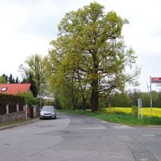 Památný dub proti domu Pánkova 17 v Nedvězí u Říčan