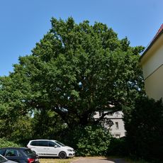 Stiel-Eiche Wolfsgartenfeld und Elsenpfuhlstraße