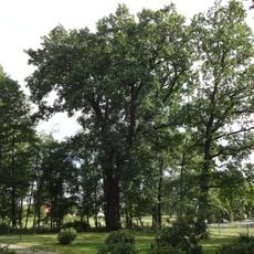 Naturdenkmal Stieleiche